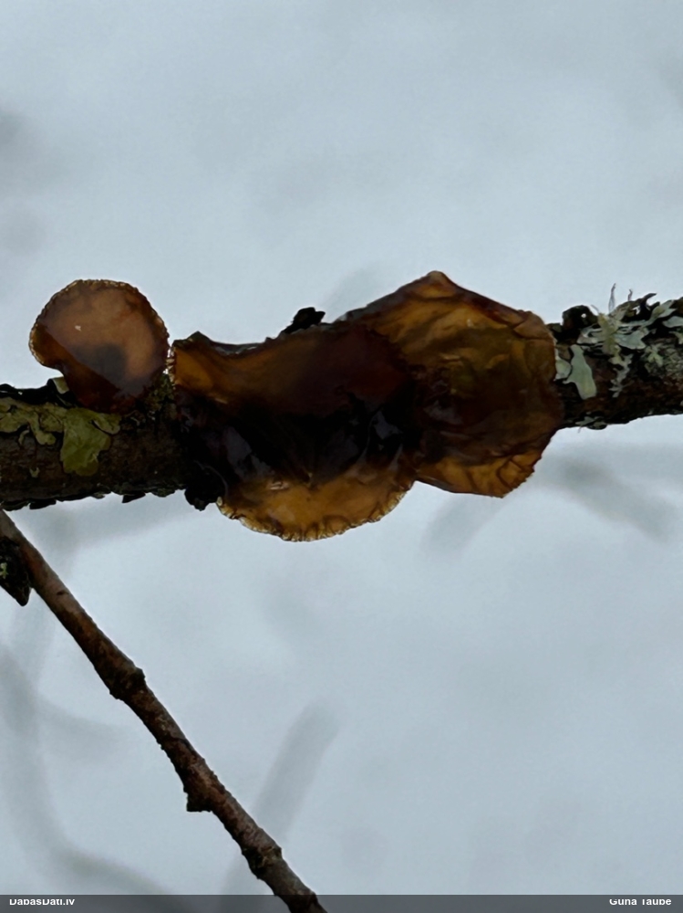 Saplacinātā eksīdija