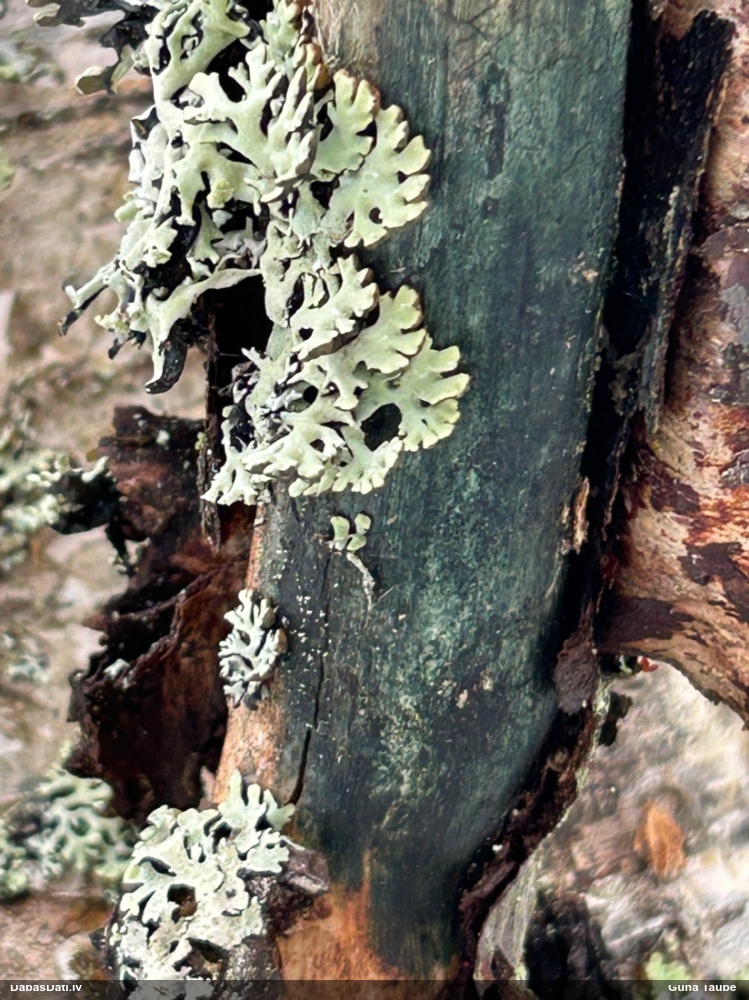 Zilzaļā hlorociborija