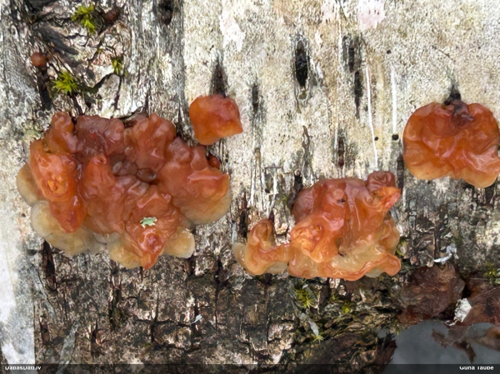 Skrimšļainā eksīdija