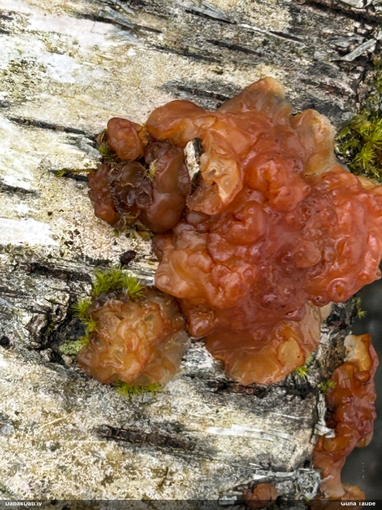 Skrimšļainā eksīdija