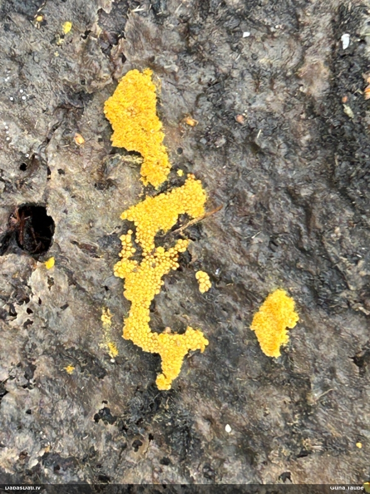 Pilienīšu dzimtas gļotsēne (nenoteikta)