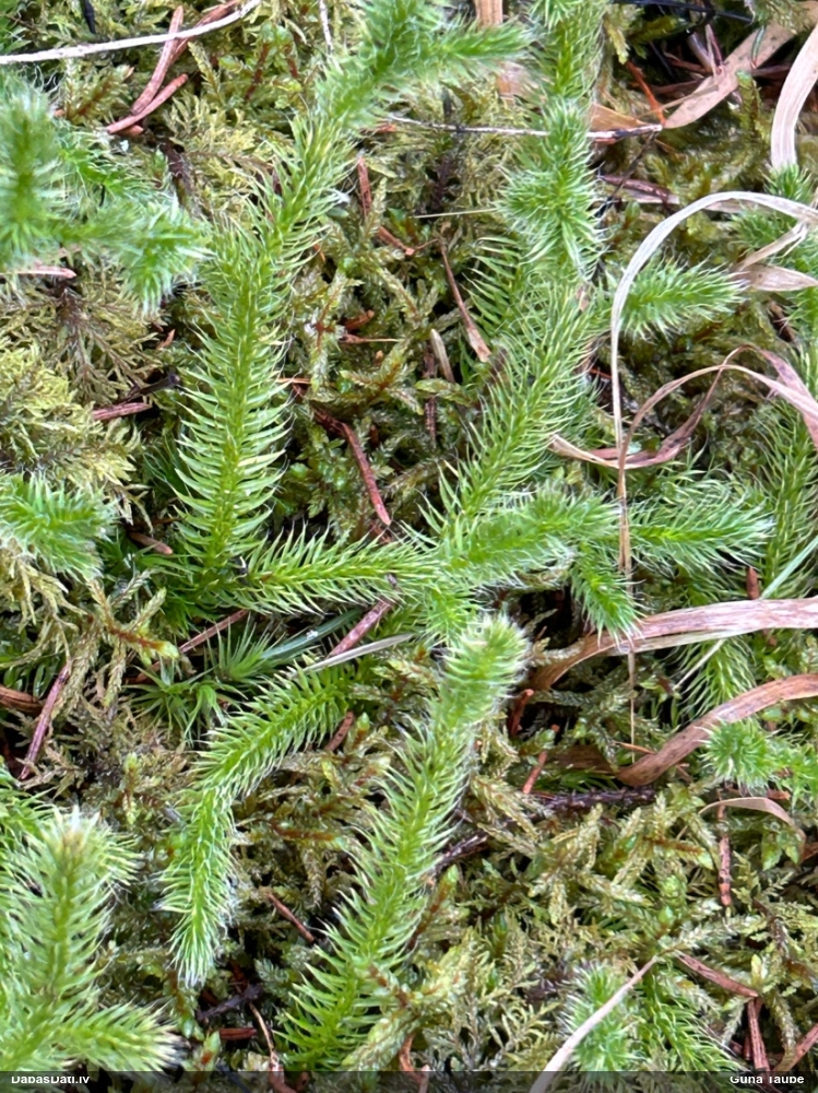 плаун булавовидный