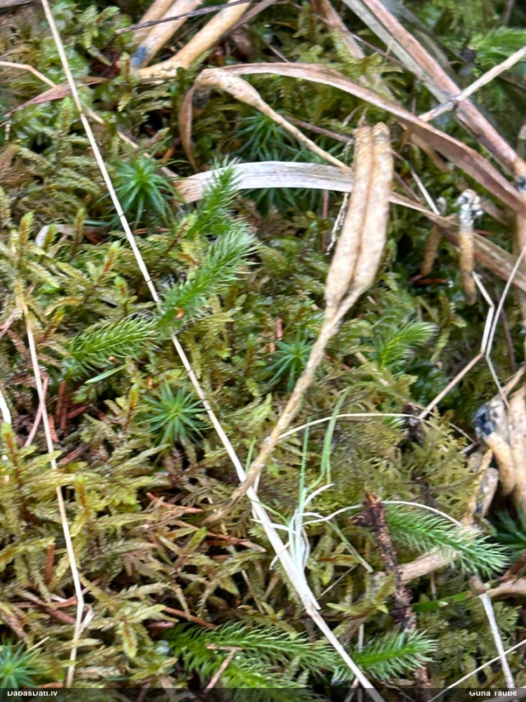 плаун булавовидный