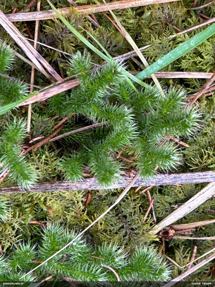 плаун булавовидный