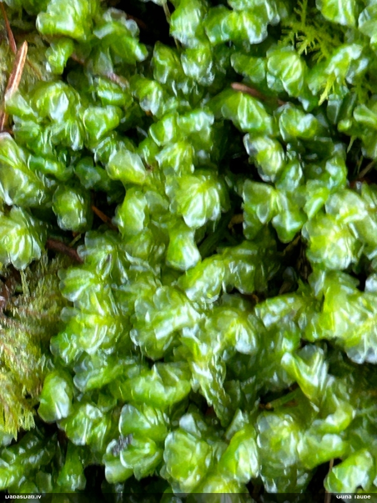 Lielā greizkausīte