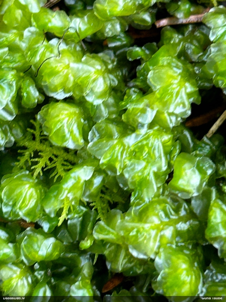 Lielā greizkausīte