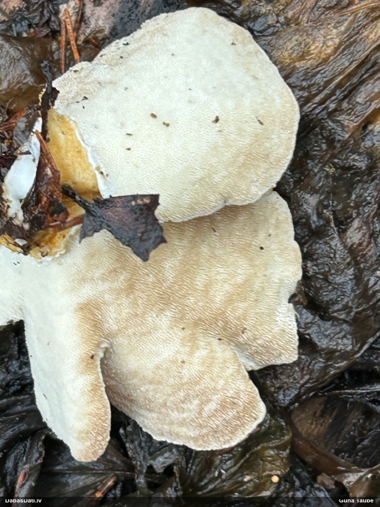 Dzeltenā tauriņpiepe