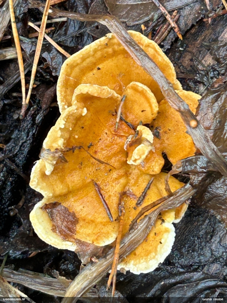 Dzeltenā tauriņpiepe