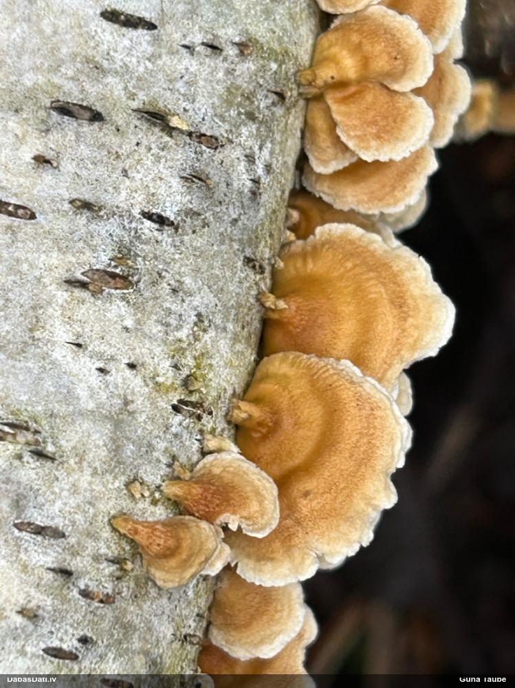 Cirtainā kroklapīte