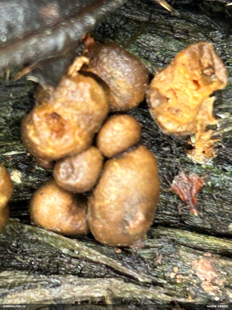 Koksnes vilkpienaine