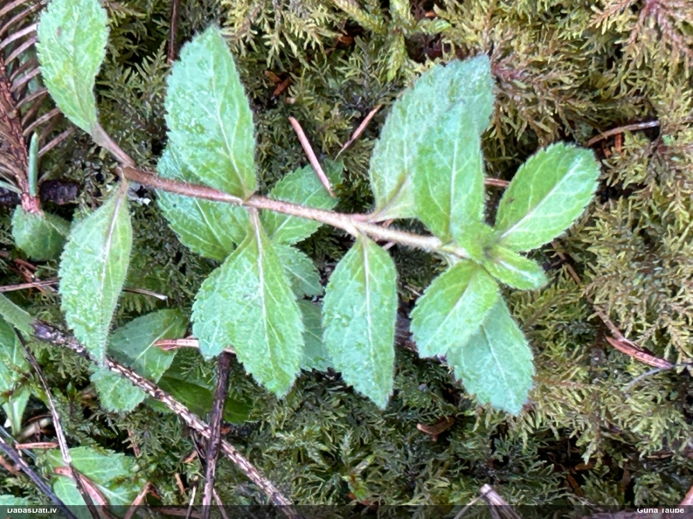 вероника лекарственная