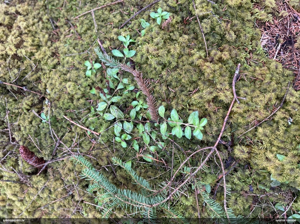 вероника лекарственная