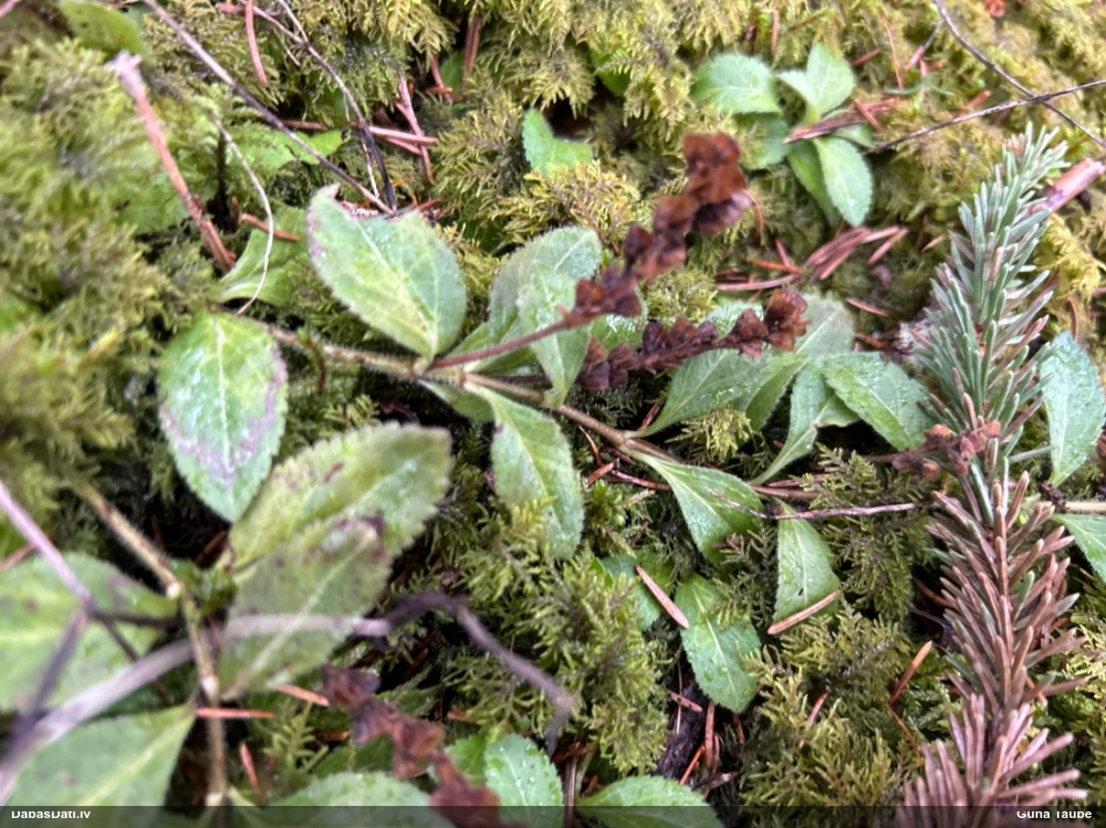 вероника лекарственная