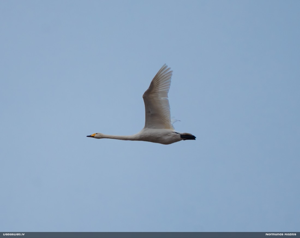 лебедь-кликун