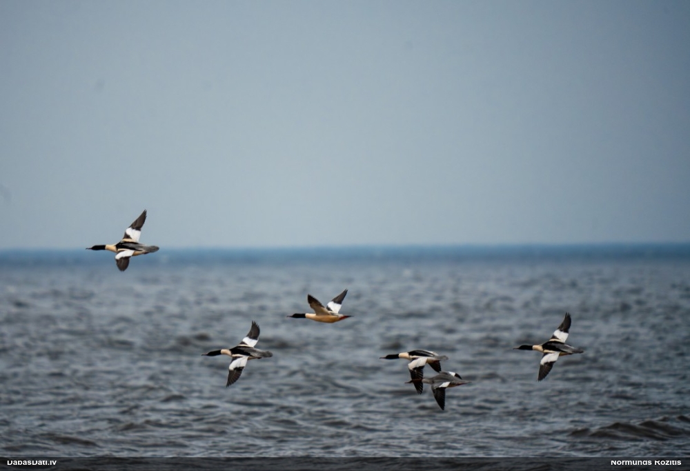 большой крохаль