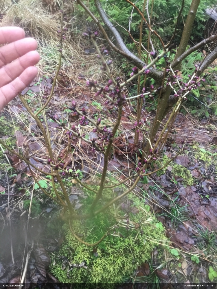 волчеягодник обыкновенный