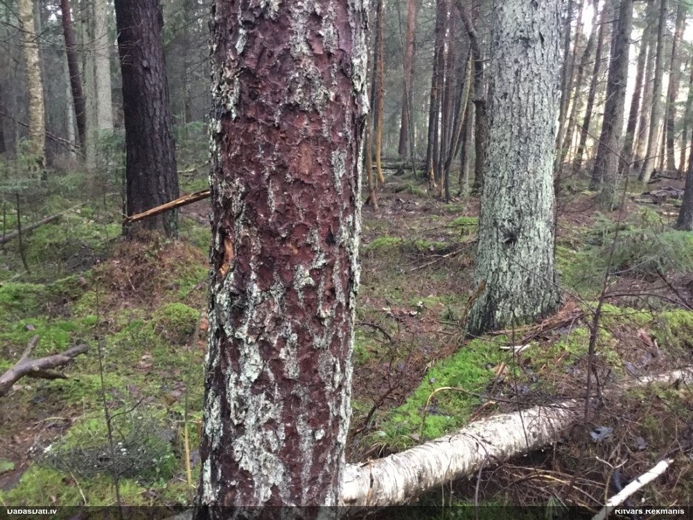 трехпалый дятел