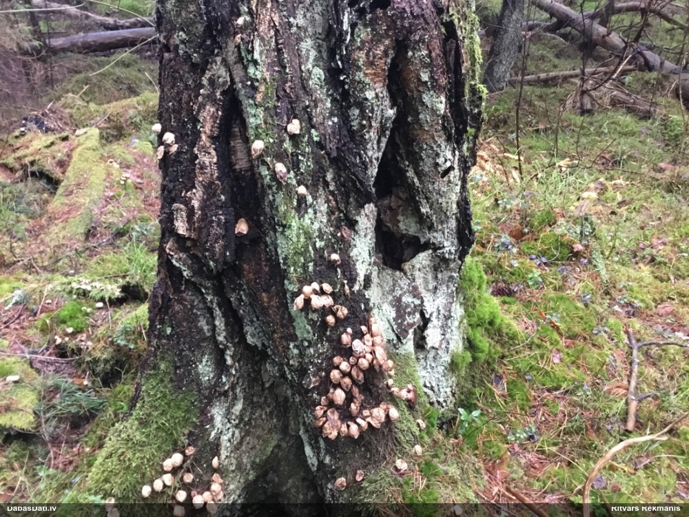 Pūpēdis (nenoteikts)