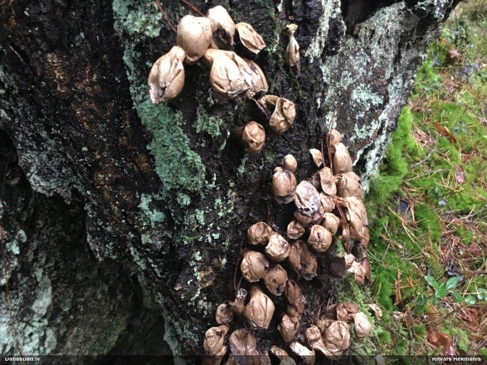 Pūpēdis (nenoteikts)