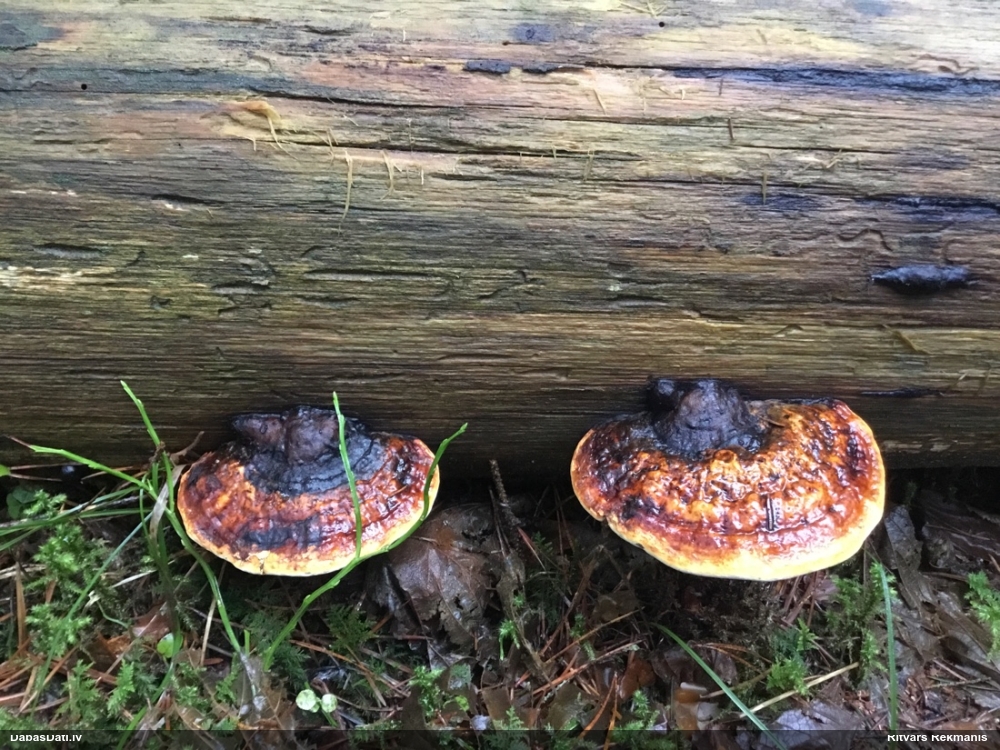 Окаймленный трутовик