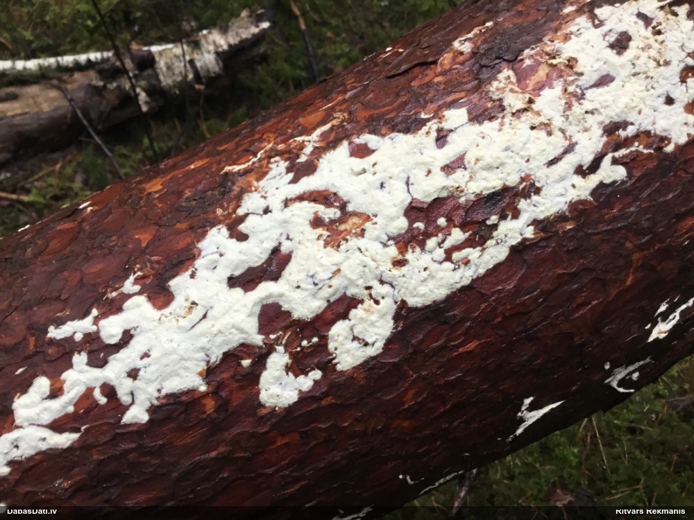 Viļņainā antrodija