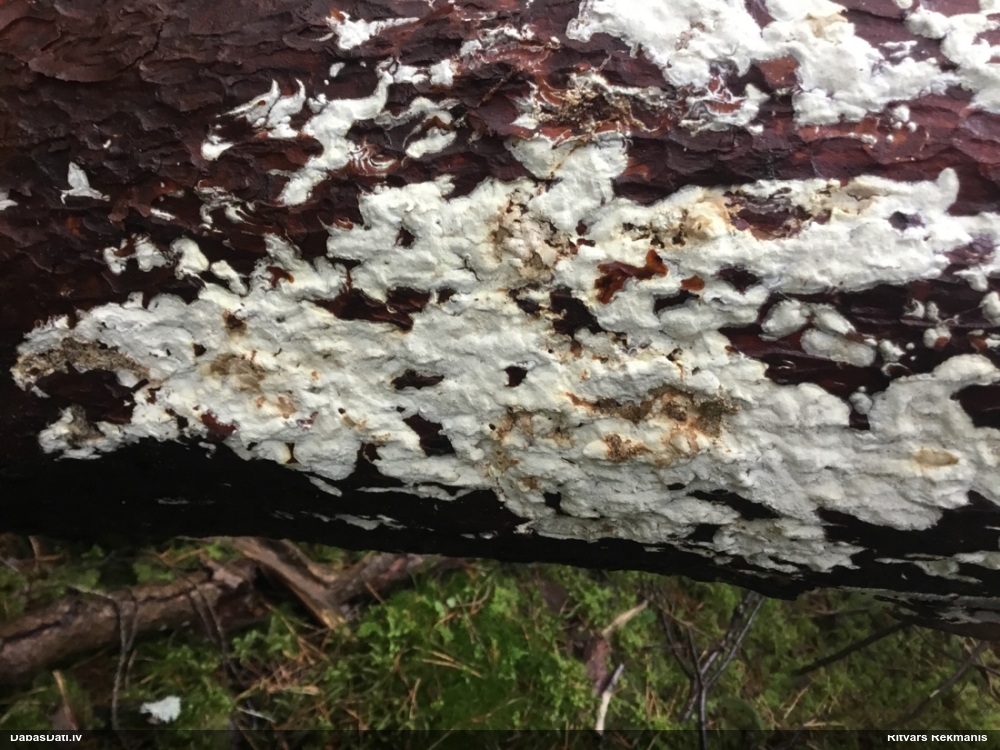 Viļņainā antrodija