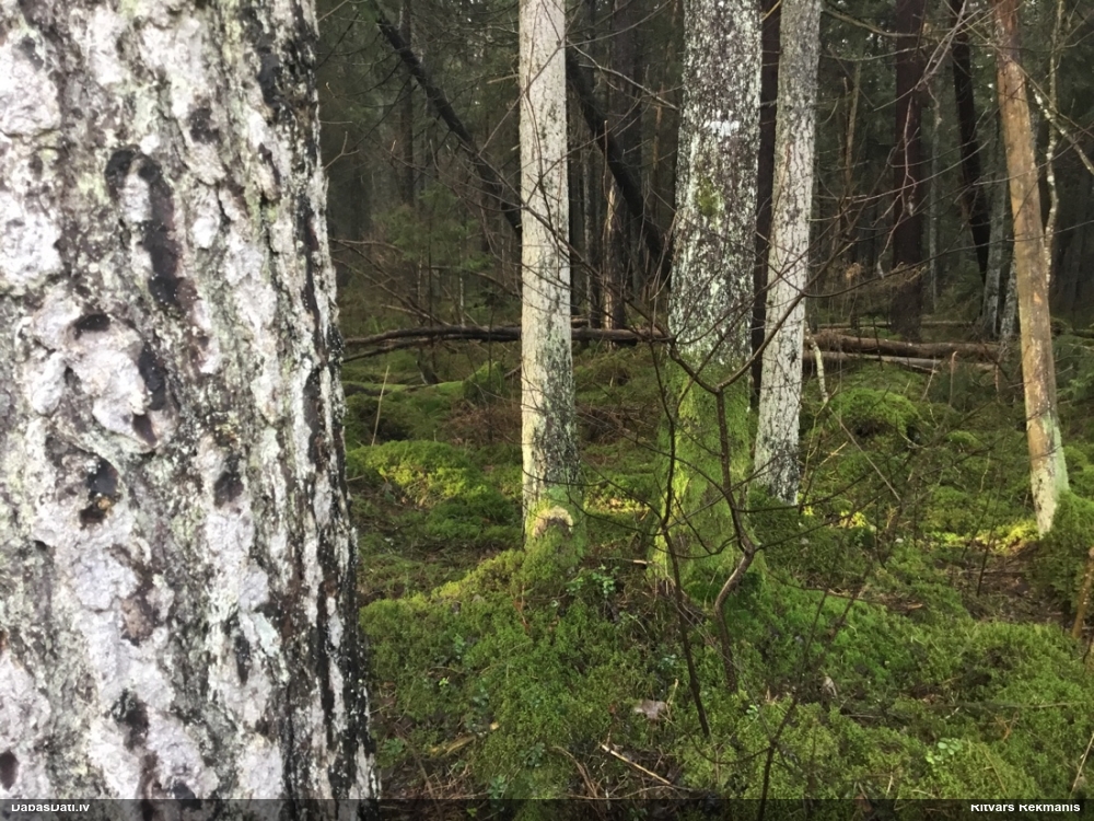 Dižegļu lekanaktis