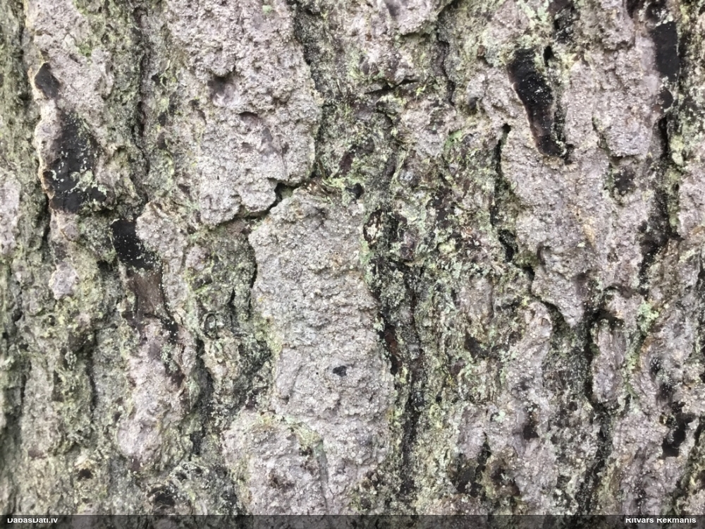 Dižegļu lekanaktis