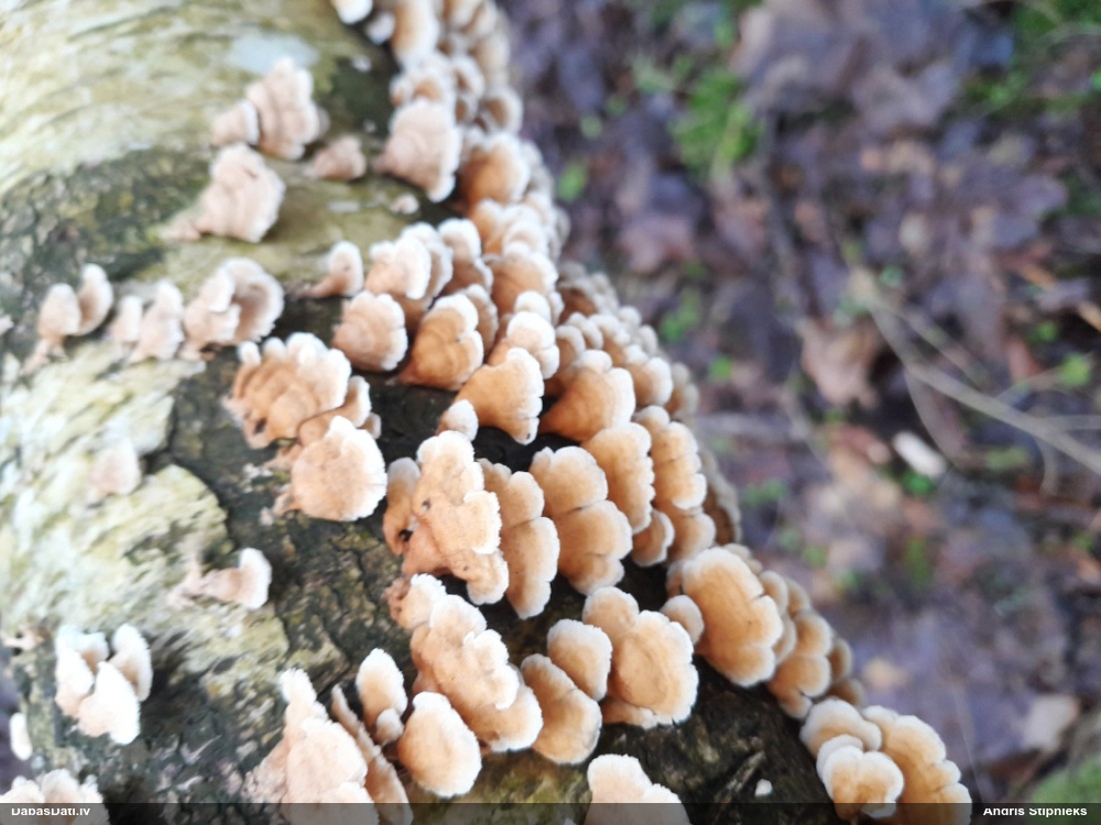 Cirtainā kroklapīte