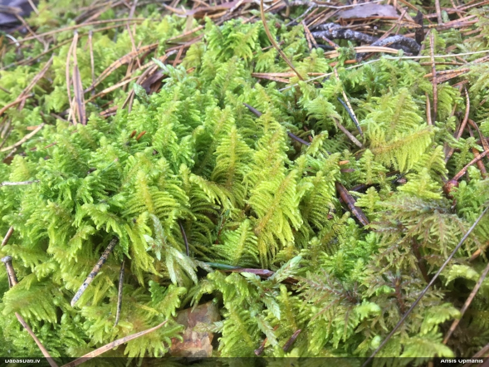 Parastā straussūna