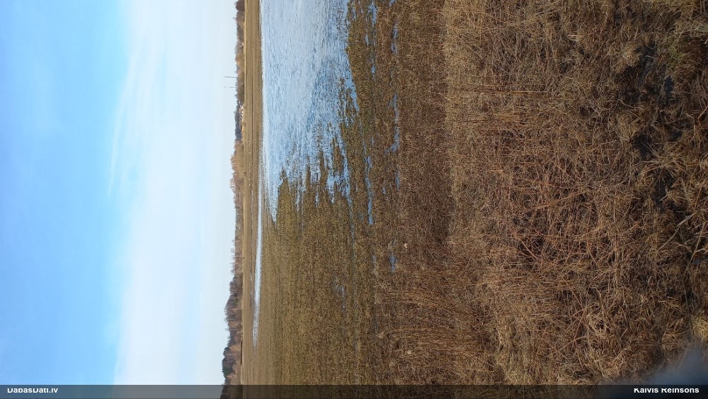 лебедь-кликун