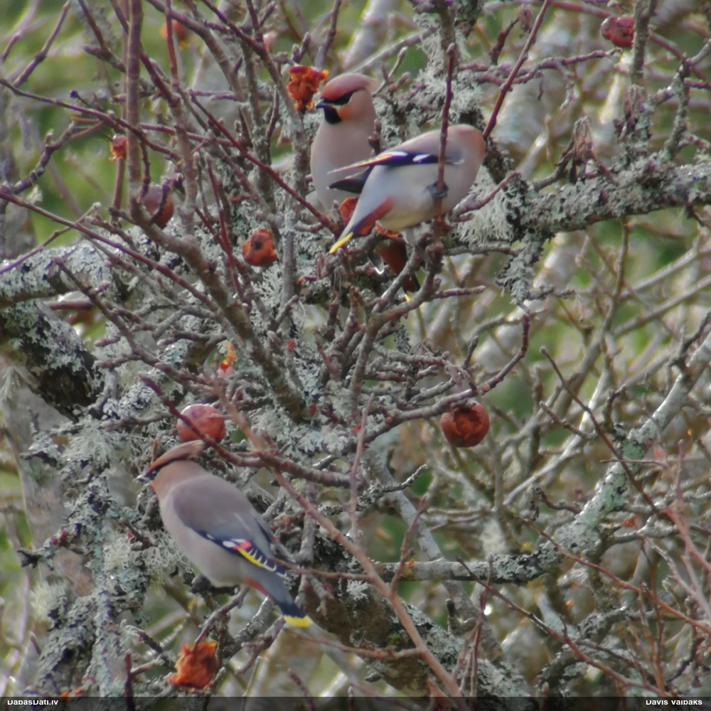 свиристель