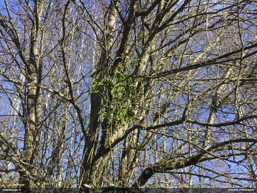 омела белая