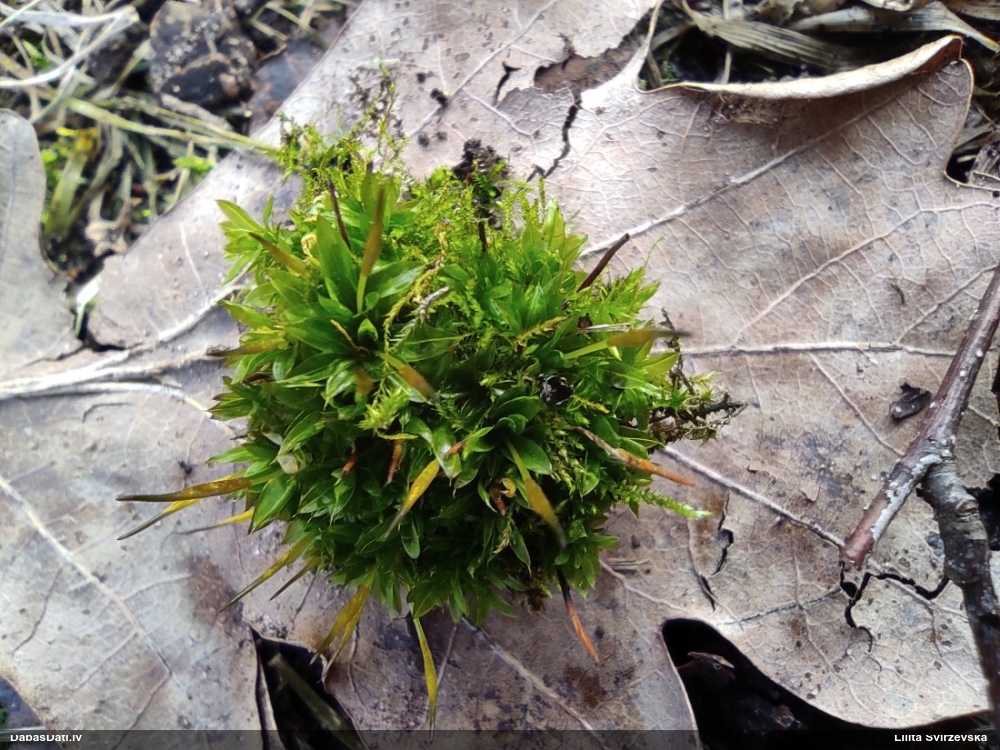 Īlendzīslas sīkvijzobe