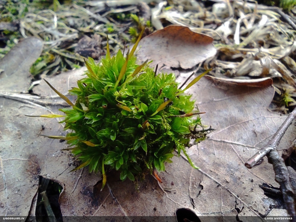 Īlendzīslas sīkvijzobe