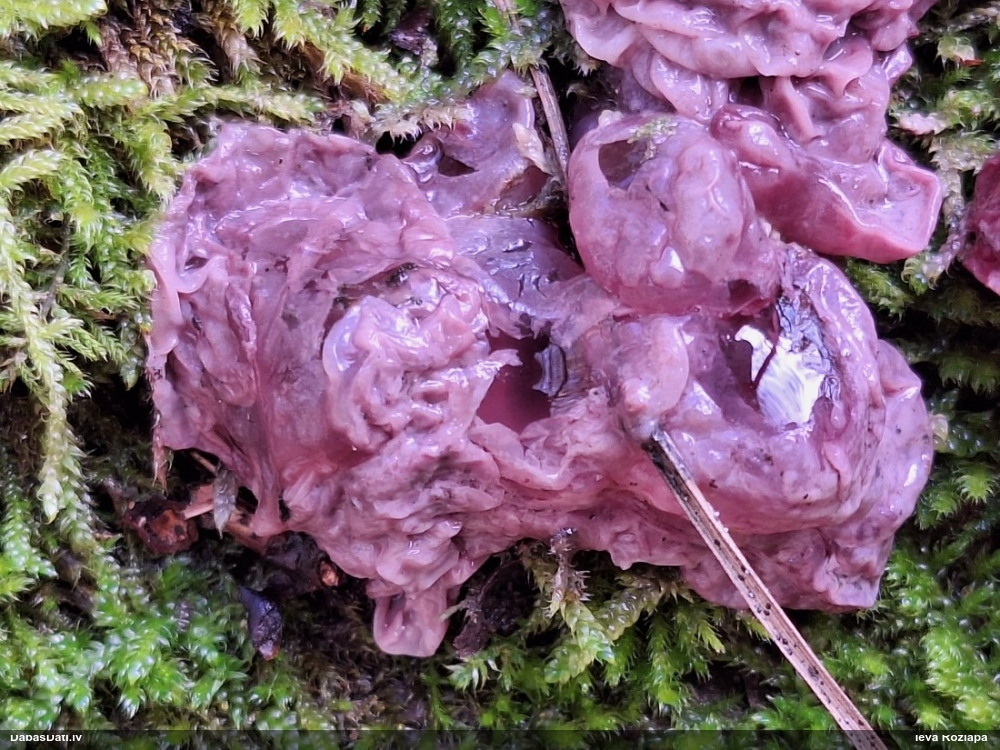 Receklene, eksīdija (nenoteikta)