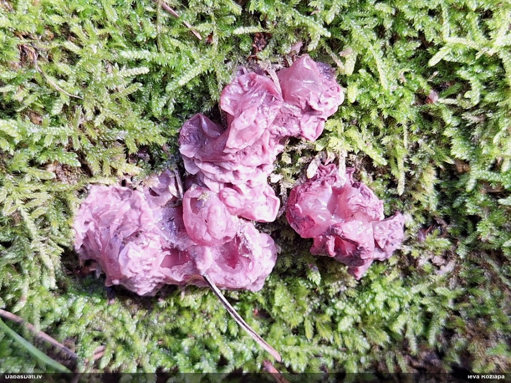 Receklene, eksīdija (nenoteikta)