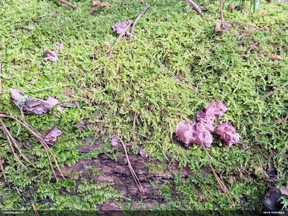 Receklene, eksīdija (nenoteikta)