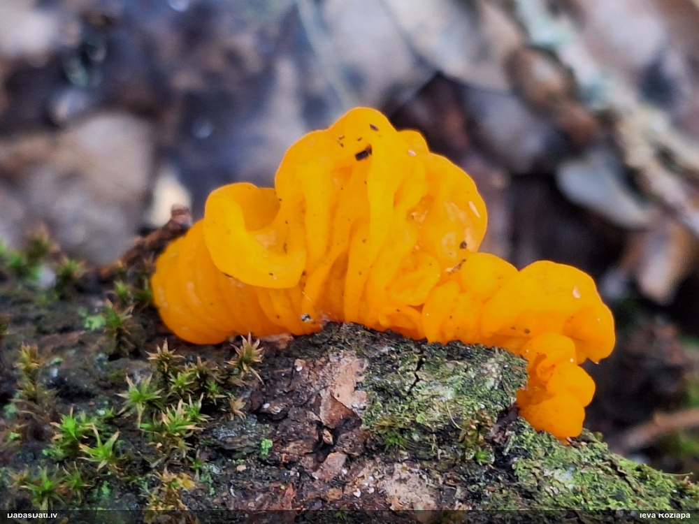 оранжевая, пленчатая дрожалка