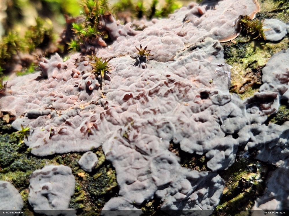 Klājeniska sēne (nenoteikta)