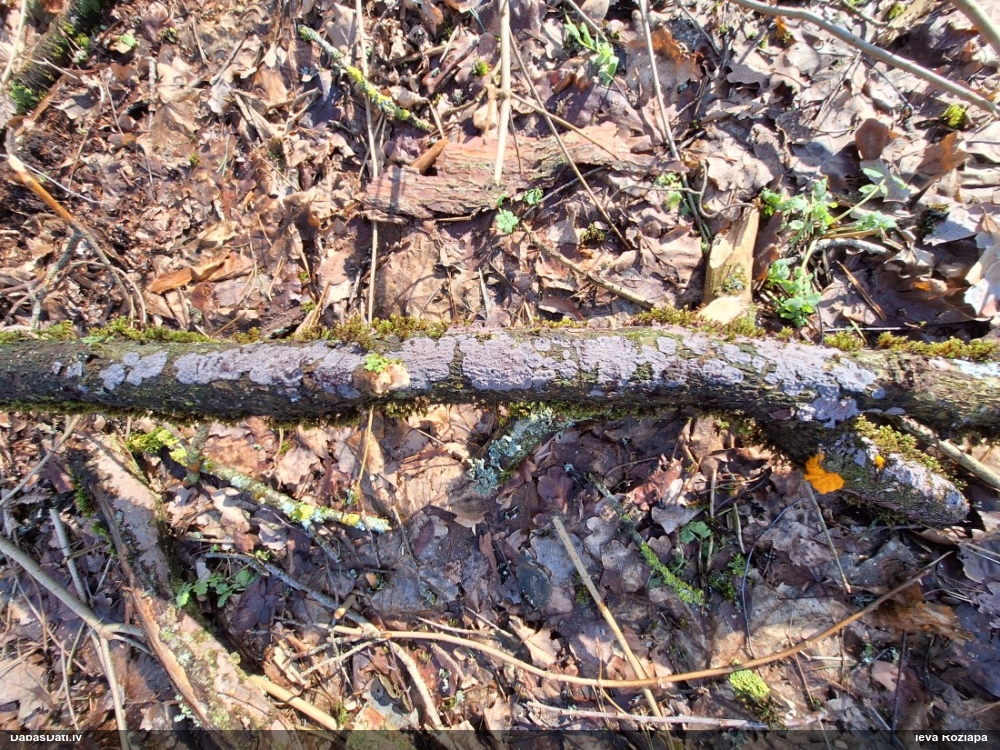 Klājeniska sēne (nenoteikta)