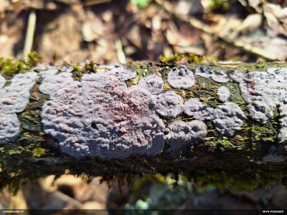 Klājeniska sēne (nenoteikta)