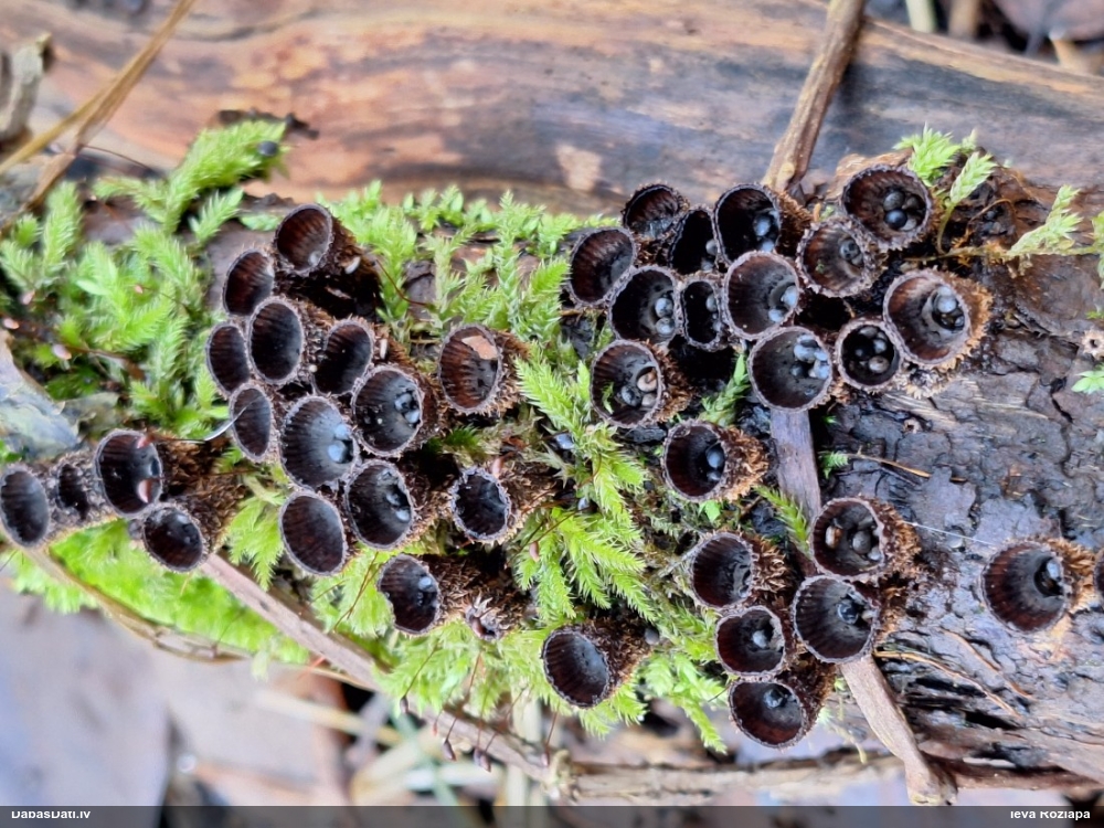 циатус полосатый