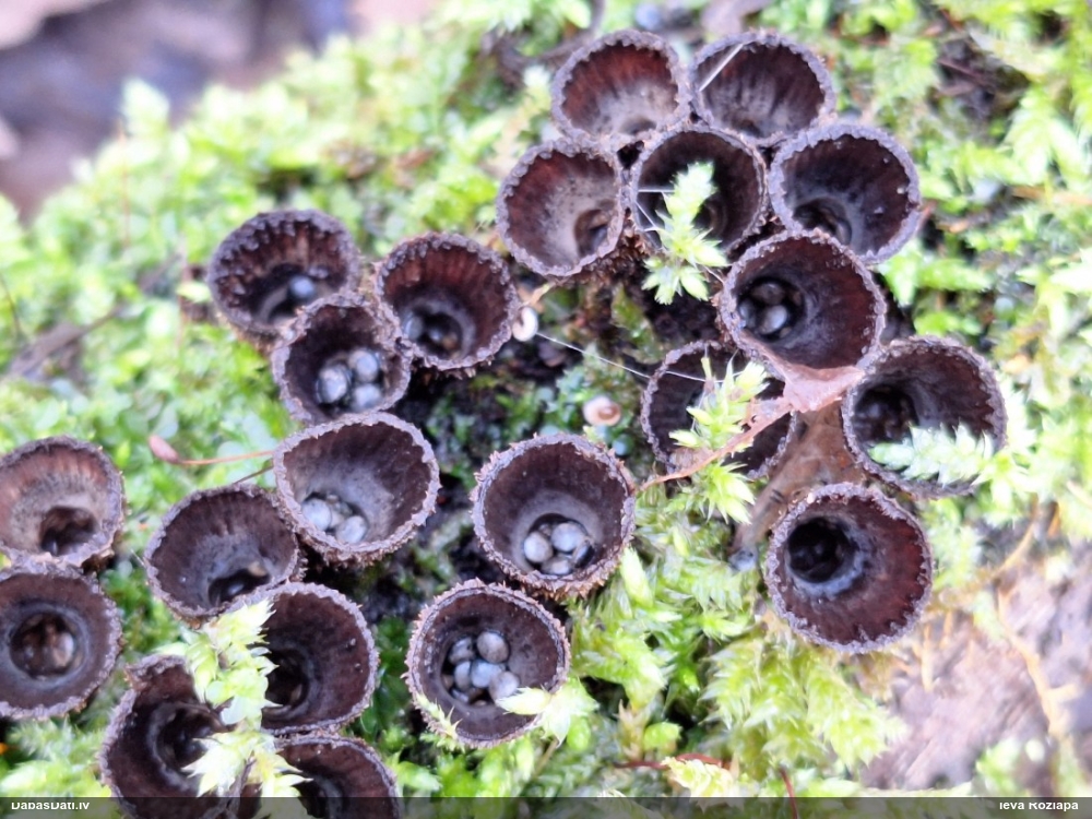 циатус полосатый