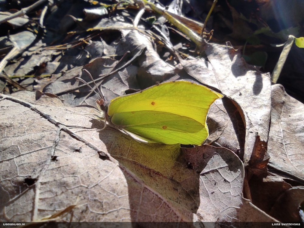 Krūkļu baltenis, citrontauriņš