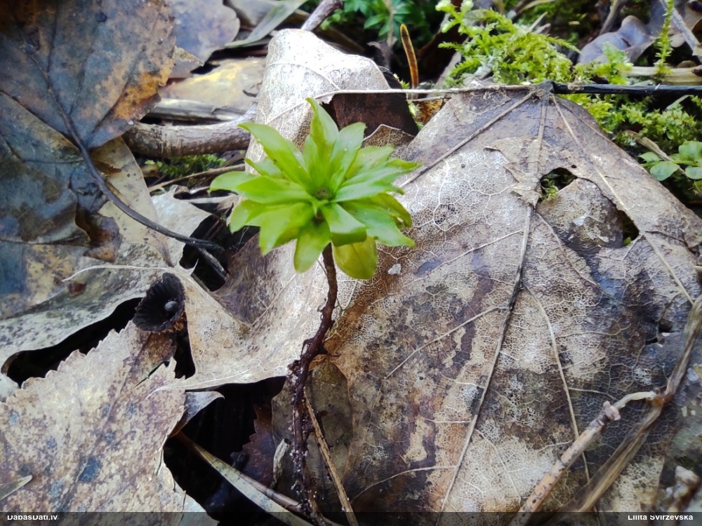 Parastā rožgalvīte