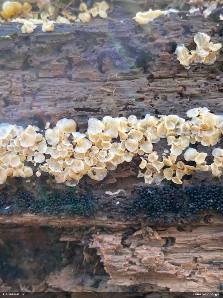 Askusēne (nenoteikta)