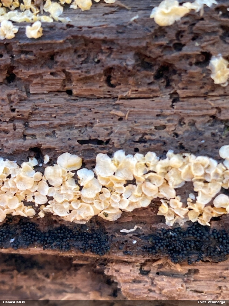 Askusēne (nenoteikta)