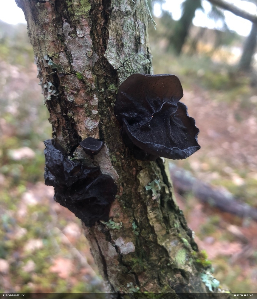 Nošķeltā eksīdija