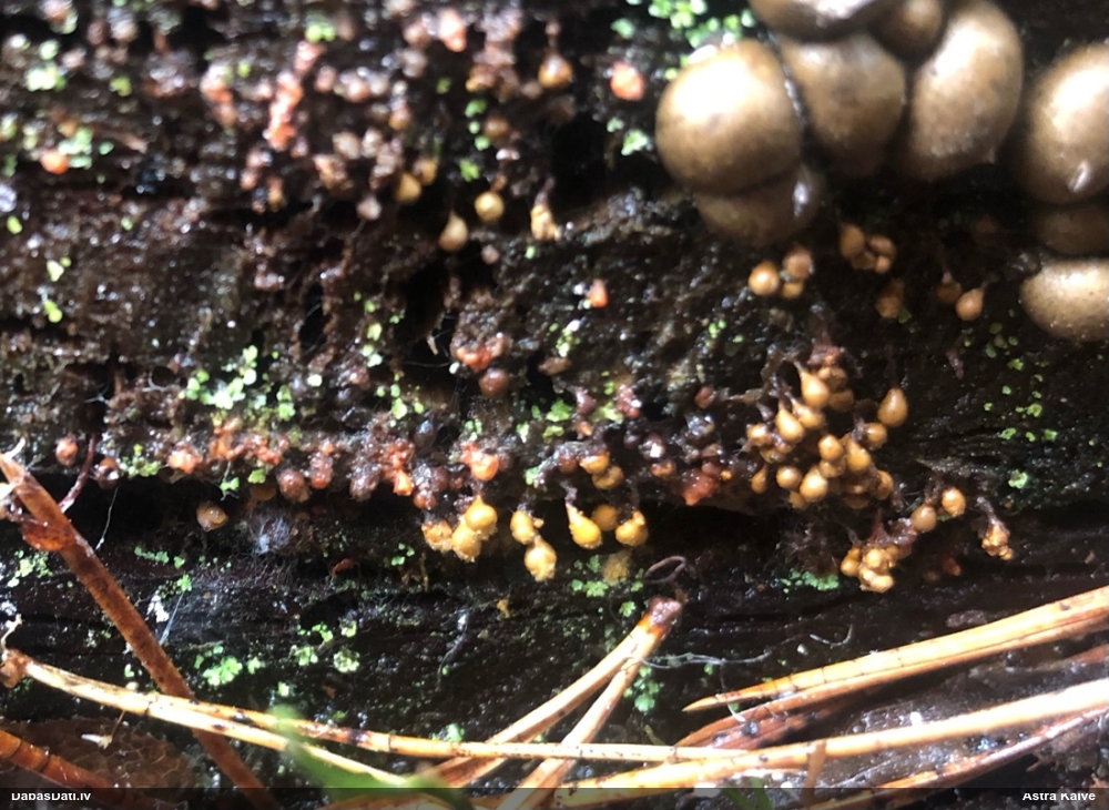 Trihija, hemitrihija (nenoteikta)